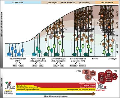 Epigenetic and Transcriptional Pre-patterning—An Emerging Theme in Cortical Neurogenesis